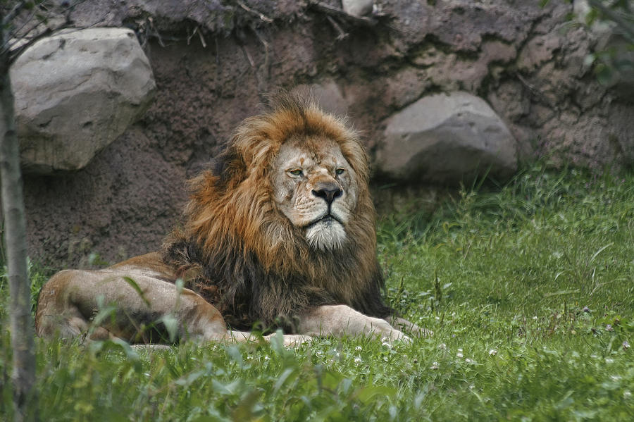 Lazy Lion Photograph by Richard Gregurich