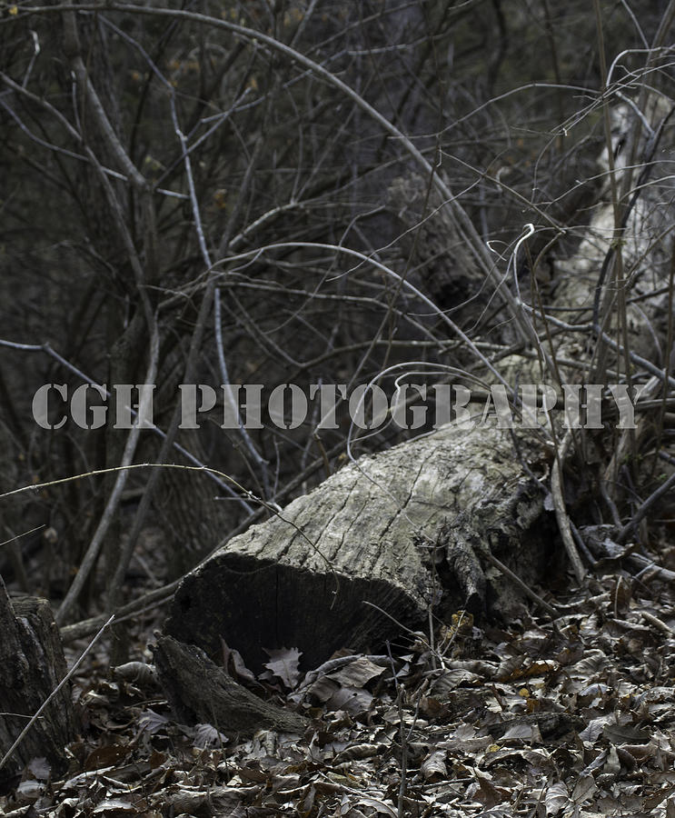Lazy Photograph - Lazy Log by Caralee White