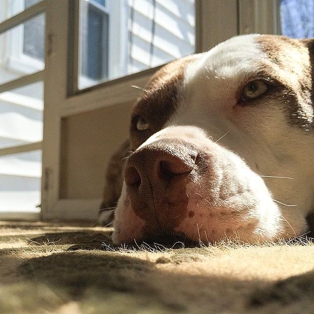 Pitbull Photograph - Lazy Lucy #lucydog #pitbull by Jillian Reynolds