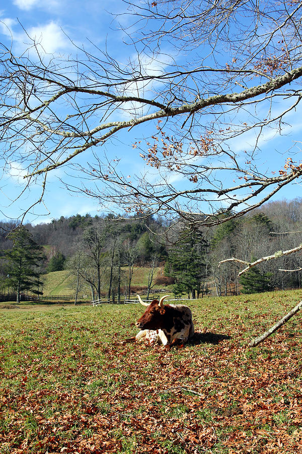 Lazy Morning Bull Photograph by Jennifer Robin