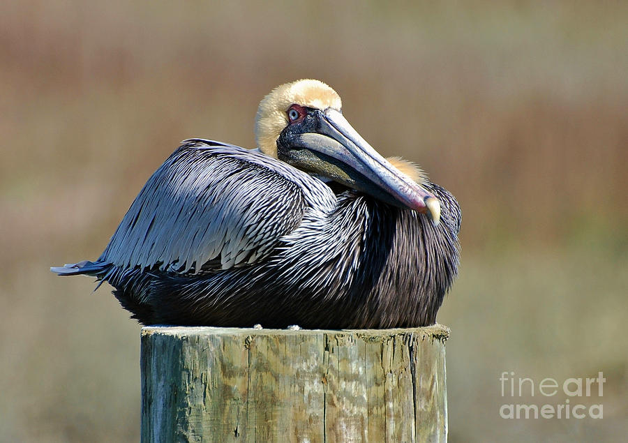 Lazy Pelican Photograph by Kathy Baccari