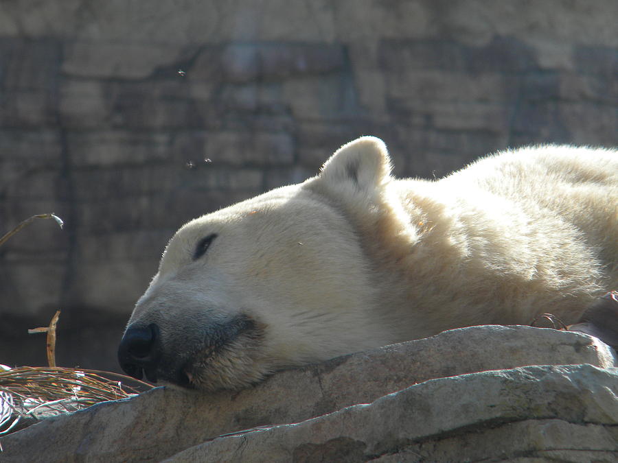 Polar Bear Photograph - Lazy Polar Bear by Amanda Eberly