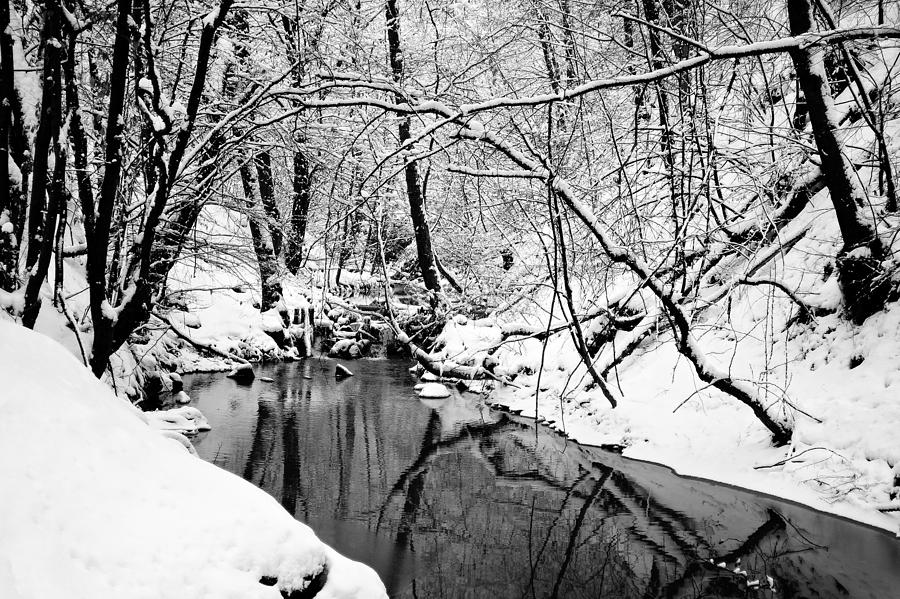 Winter Photograph - Sleepy Forest by Roman Solar