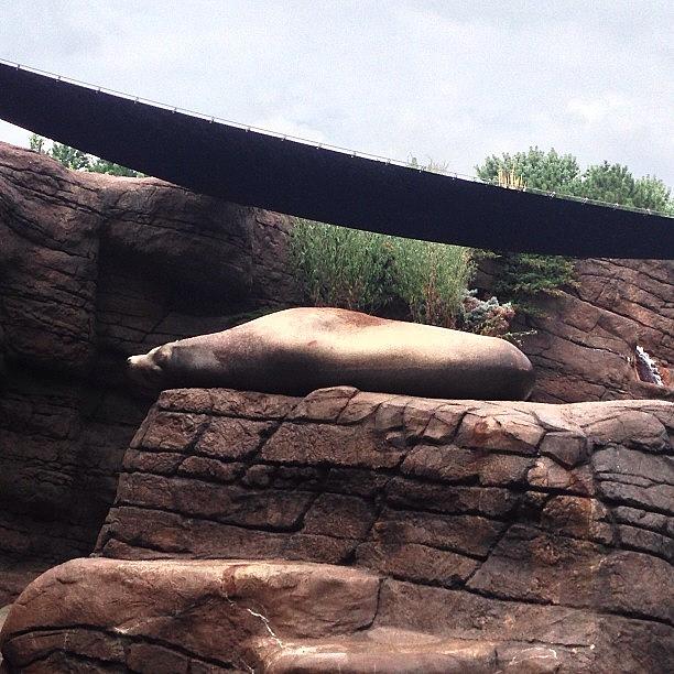 Sealion Photograph - Lazy Sea Lion. #sealion #zoo by Jordan Scott