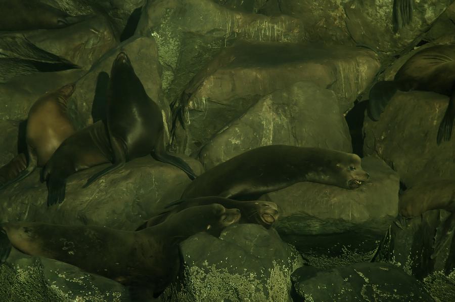Lazy Sea Lions Photograph by Jeff Swan