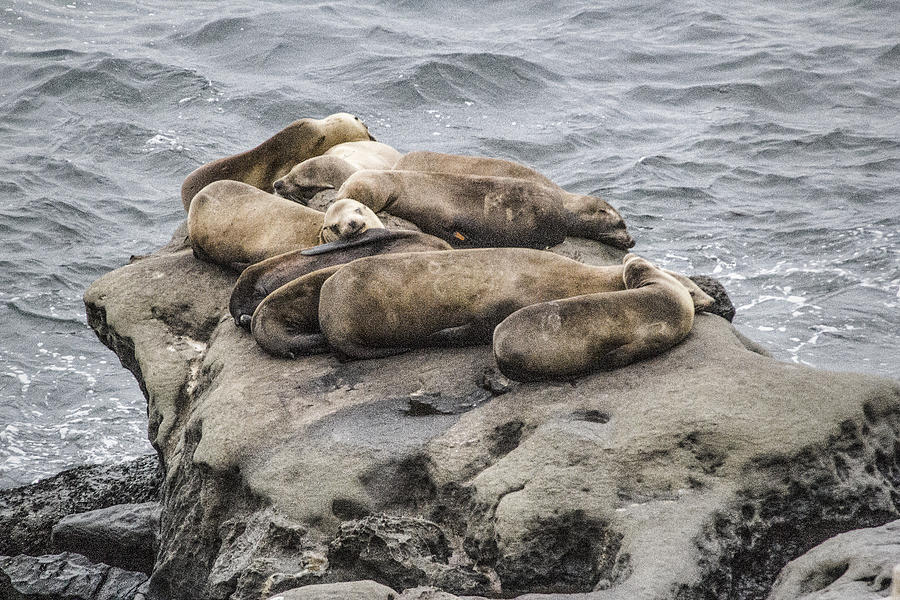 Lazy Sea Lions Digital Art by Photographic Art by Russel Ray Photos