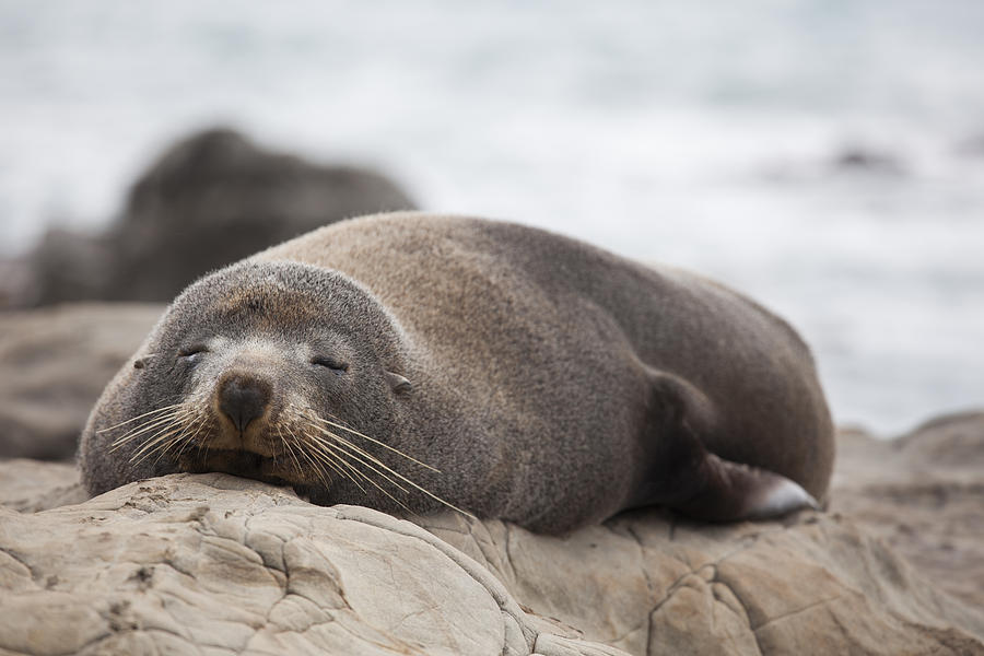 New Zealand Photograph - Lazy seal by Andrei Morar