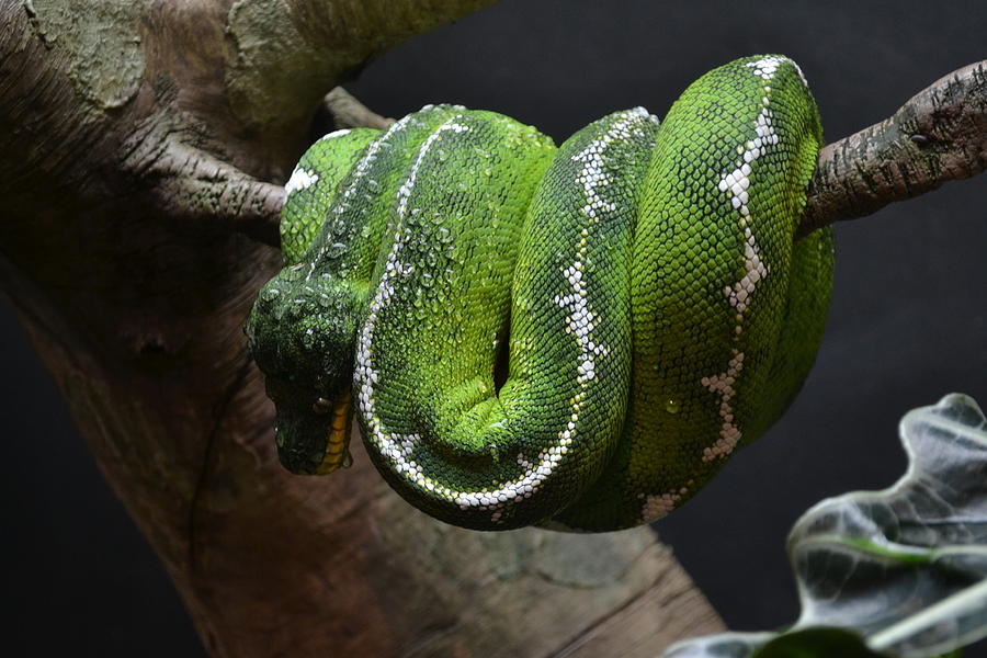 Lazy Snake Photograph by Samantha Velasco - Pixels