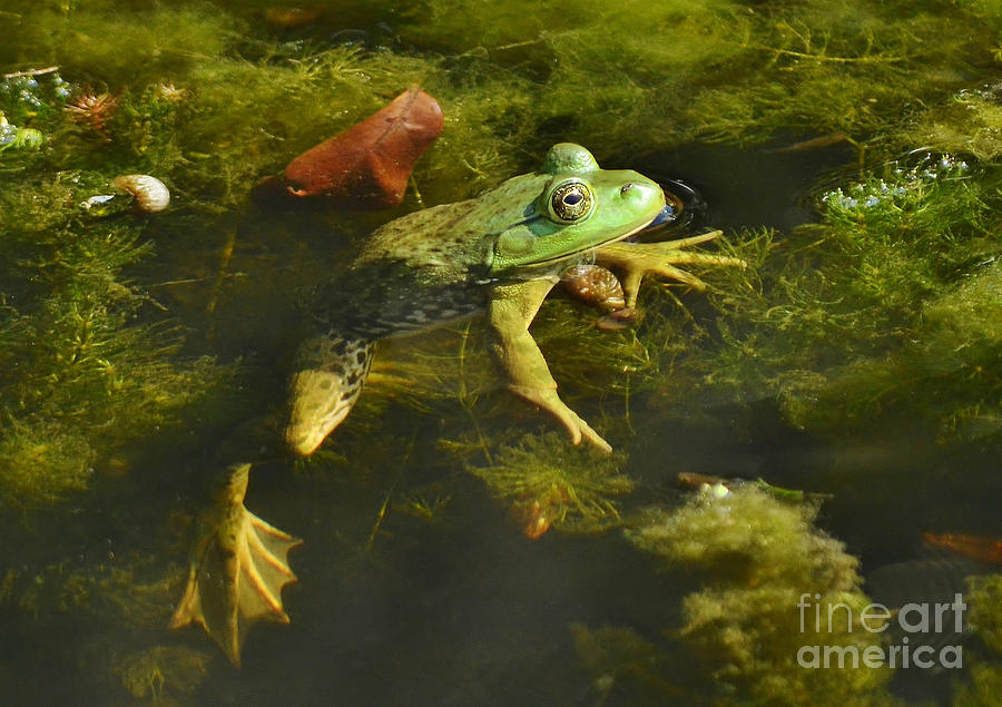 Lazy Spring Frog Photograph by Kathy Baccari