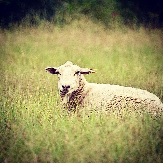 Sheep Photograph - Lazy Sunday by Scott Pellegrin