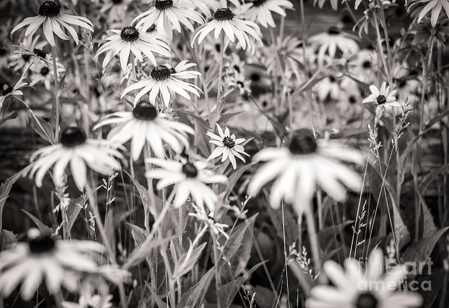 Flower Photograph - Lazy Susan by Christina Klausen
