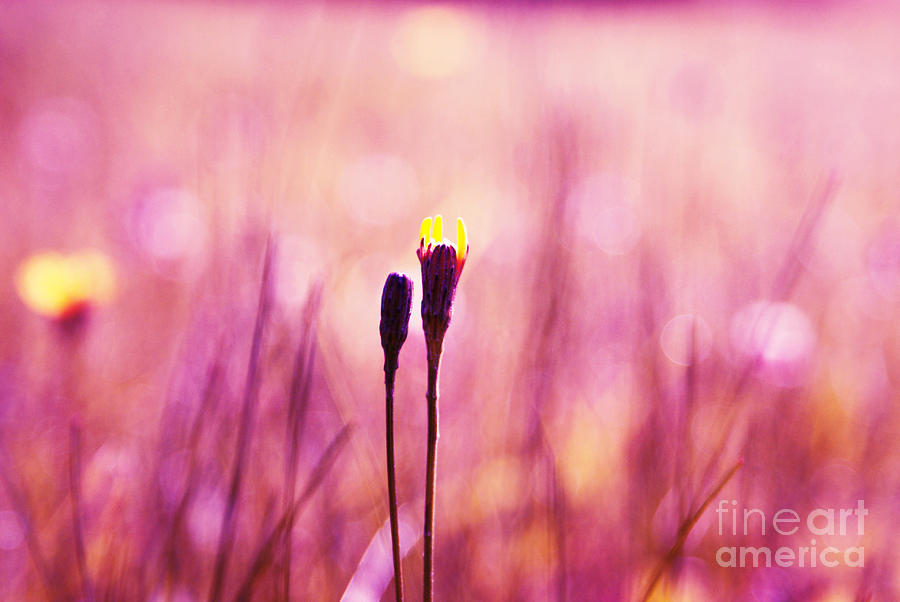 Impressionism Photograph - Le Centre de l Attention - PINK s0301 by Variance Collections