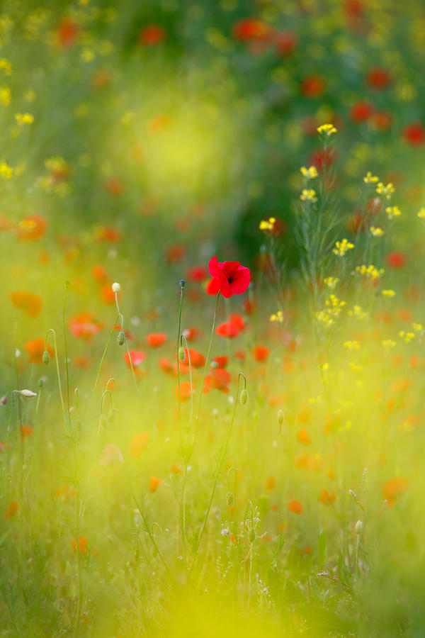 Poppy Photograph - Le Coeur by Roeselien Raimond