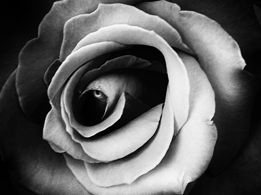 Flower Photograph - Le Spectre de la Rose by Urban Shooters
