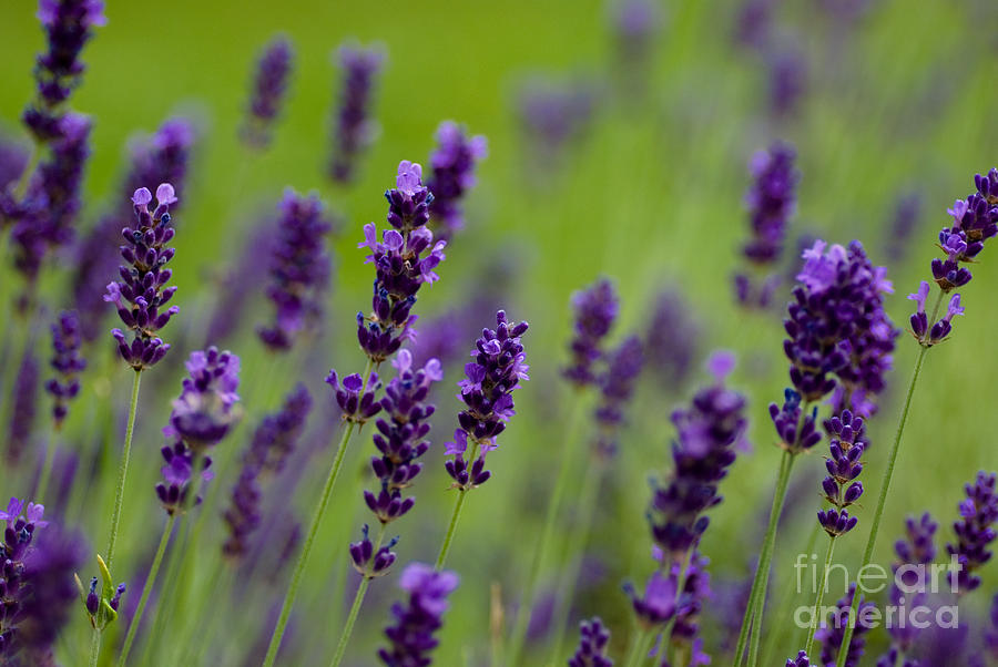 Lea of Lavender Photograph by Venetta Archer