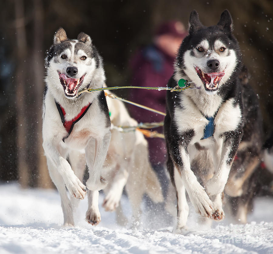 Anchorage Photograph - Lead Dogs by Mike Criss