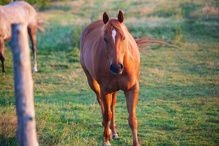 Summer Photograph - Lead Horse by Allan Morrison
