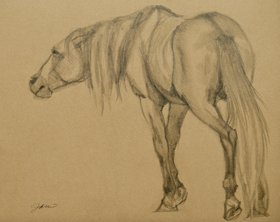 Lead Stallion Drawing by Jani Freimann