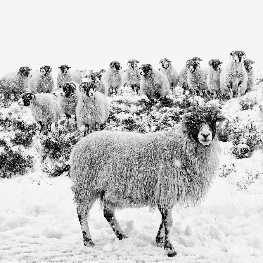 Leader of the Flock Photograph by Janet Burdon