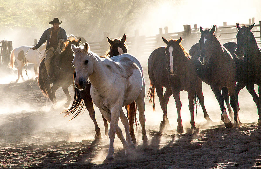 Leader of the Pack Photograph by John Covin - Fine Art America