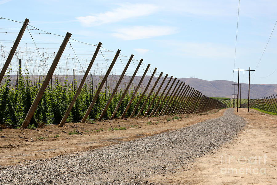 Leading Lines in the Hop Fields Photograph by Carol Groenen