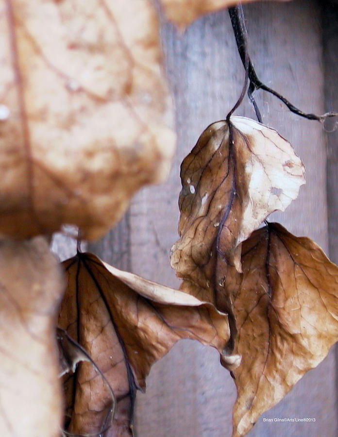 Leaf 02 Photograph by Brian Gilna
