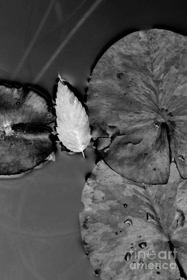 Leaf 1 Photograph