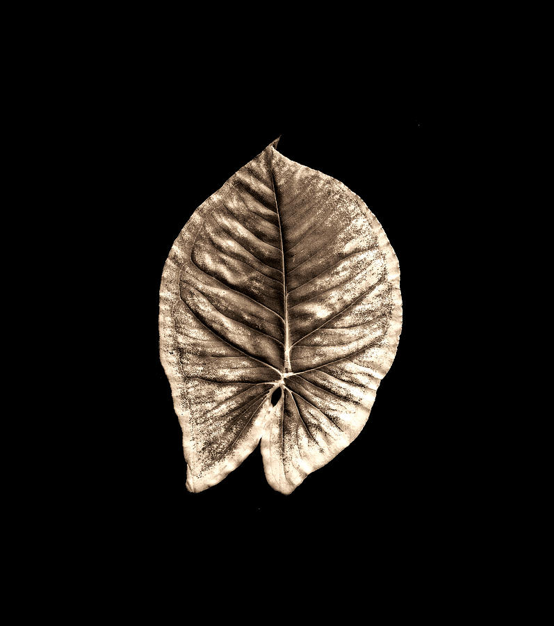 Leaf 2 Photograph by Sumit Mehndiratta
