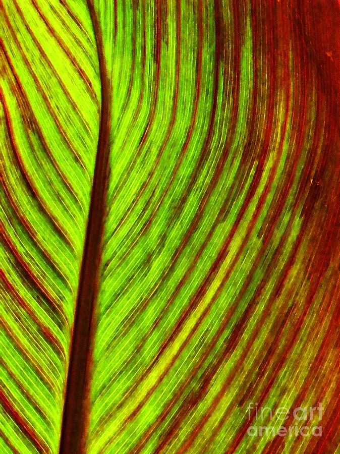 Nature Photograph - Leaf Abstract 2 by Sarah Loft