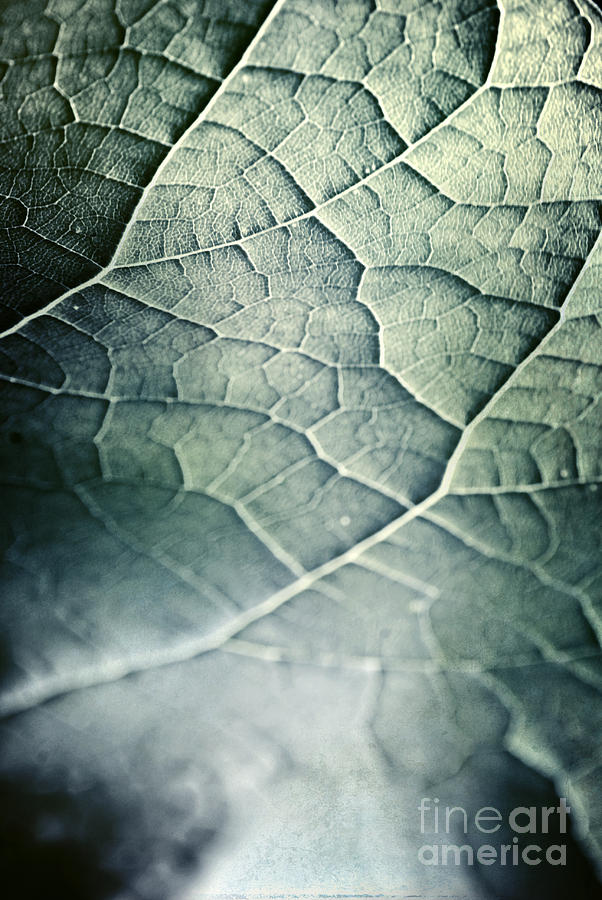 Leaf Abstract Photograph by HD Connelly