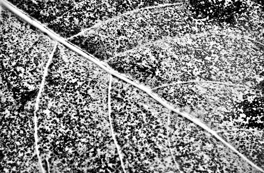 Leaf Abstract in BW Photograph by Greg Jackson