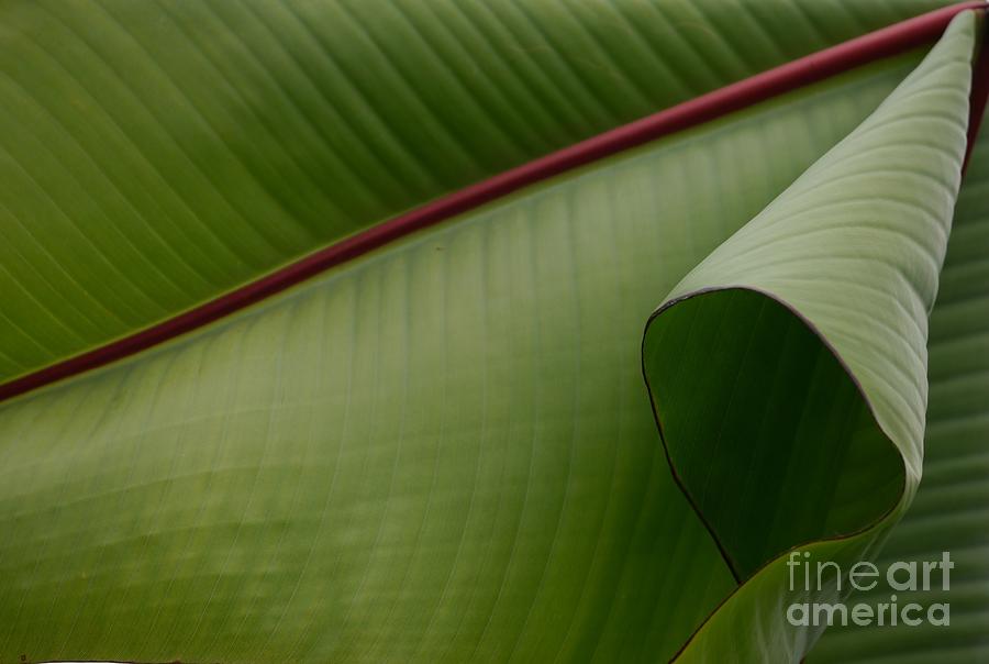 Leaf Abstract Photograph by Jane Ford