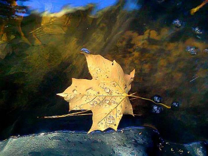 Leaf Afloat Photograph by Tara Potts