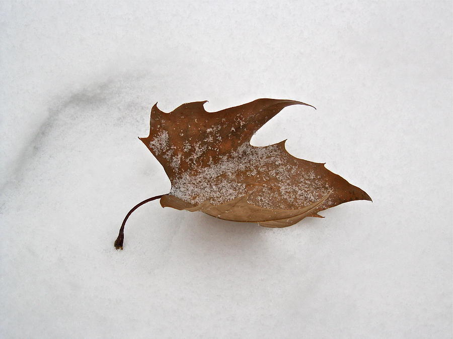 Leaf After The Snowstorm Photograph by Felix Zapata - Fine Art America