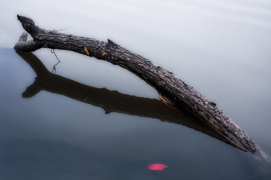 Stick Photograph by Tom Gort
