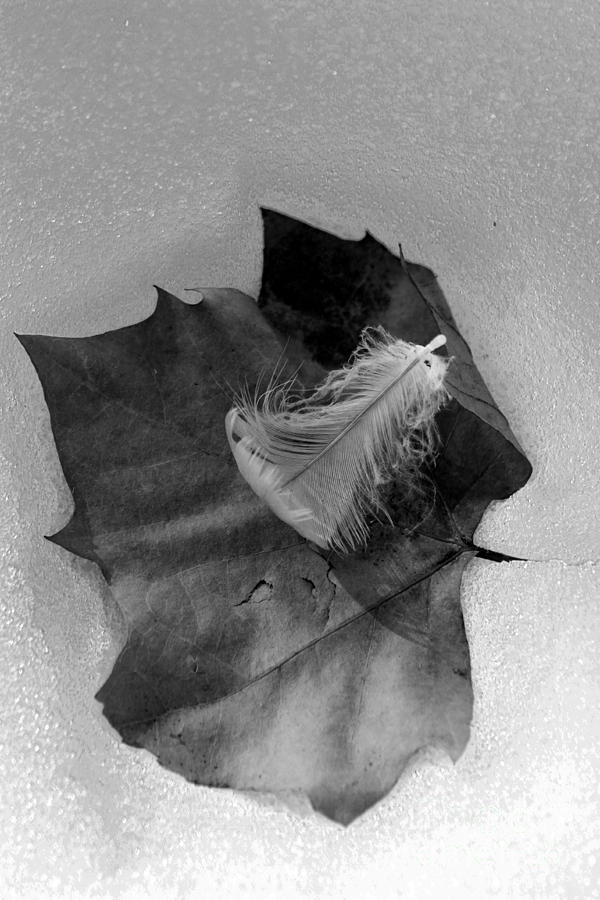 Leaf and Feather Photograph by Rick Rauzi