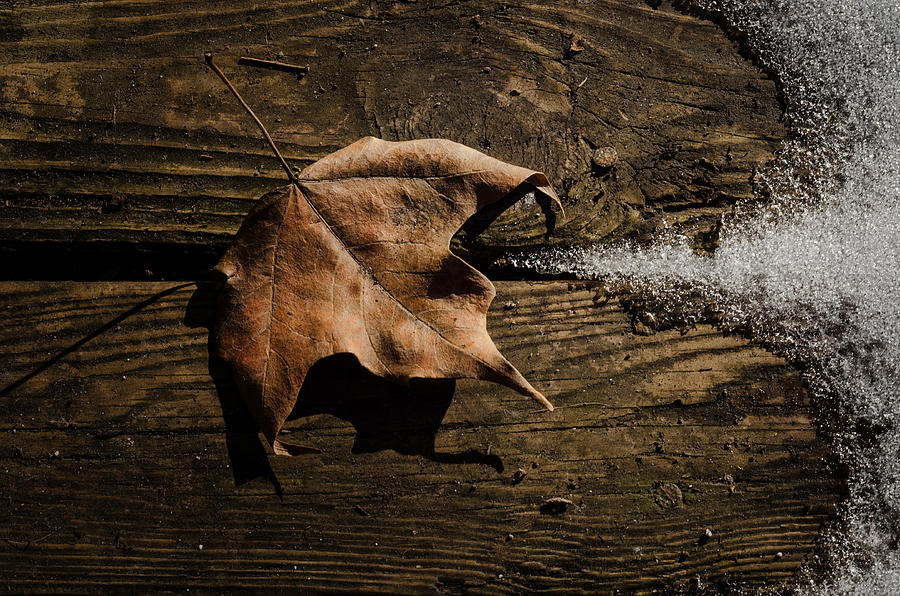 Ice Photograph - Leaf and Ice by Diana Boyd Ice Photograph - Leaf and Ice by Diana Boyd