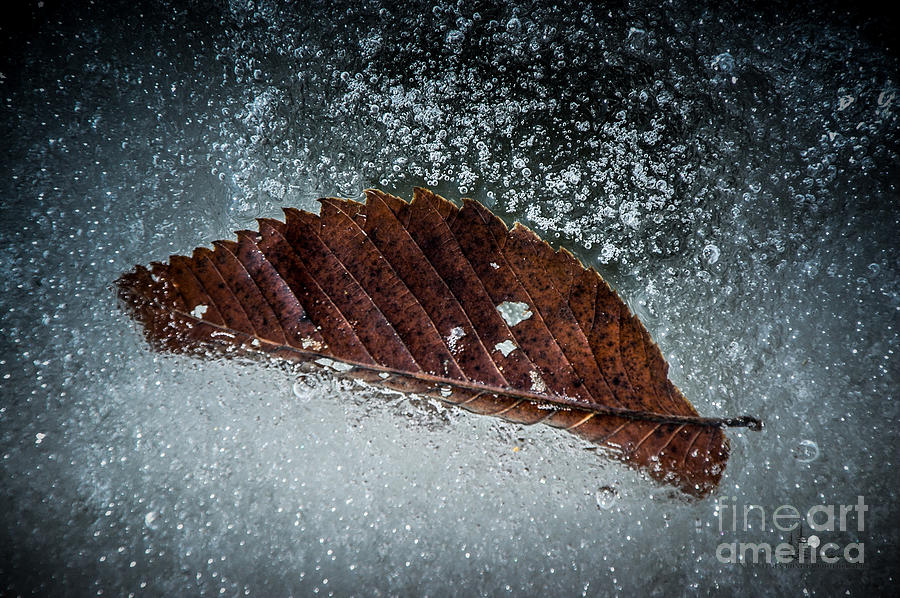 Leaf and Ice Photograph by Ronald Grogan