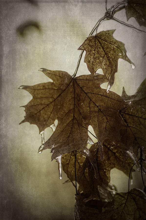 Winter Photograph - Leaf and Ice with texture by Wayne Meyer