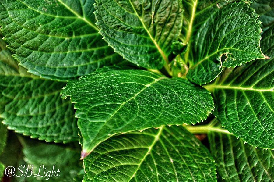 Nature Photograph - Leaf And Let Die by Sharon Baranovitch
