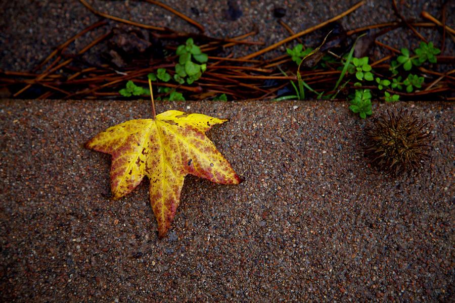 Leaf and Pod Photograph by Toni Hopper