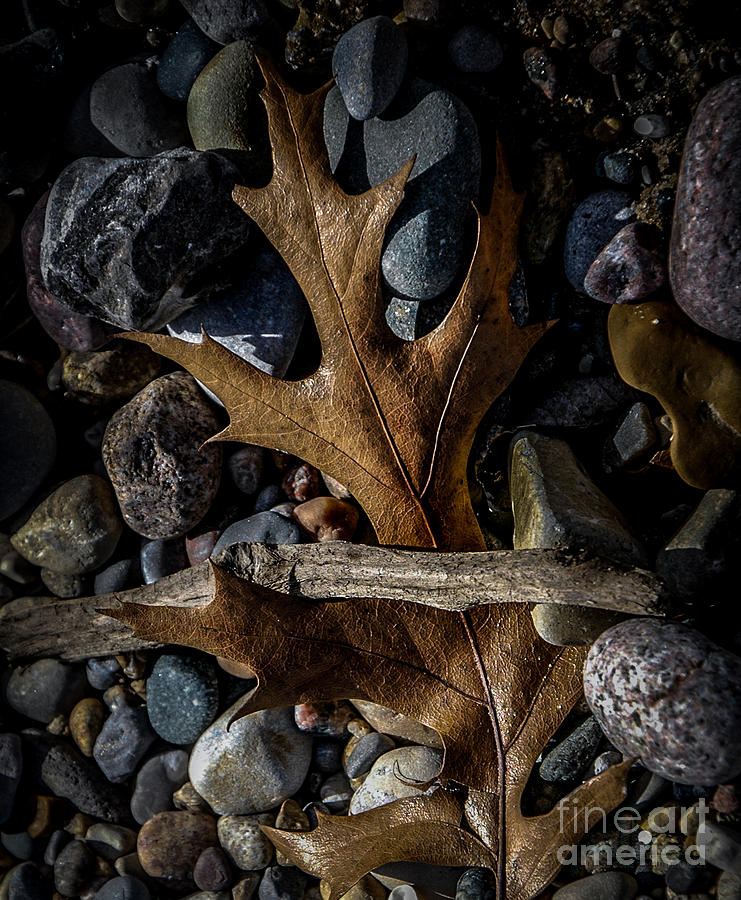 Leaf and Stones Photograph by Ronald Grogan