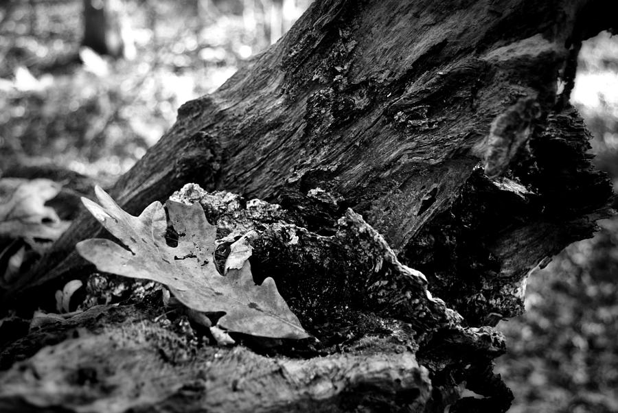 Leaf and stump Photograph by George Taylor