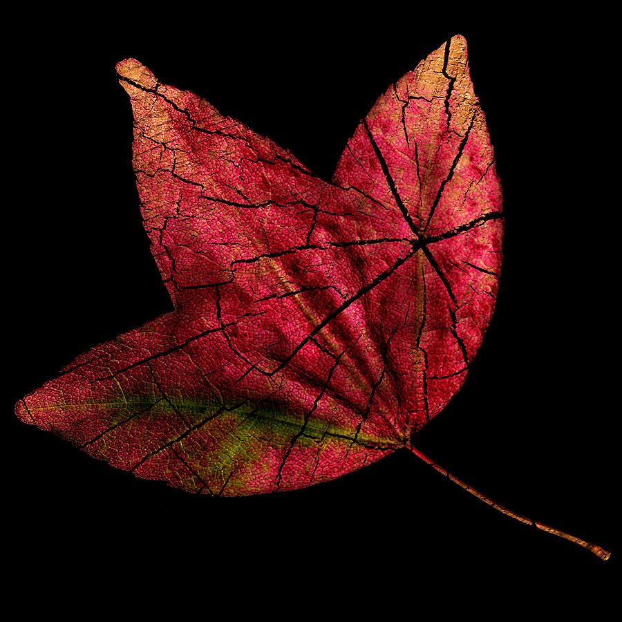 Fall Photograph - Leaf and Tree by Jon Woodhams