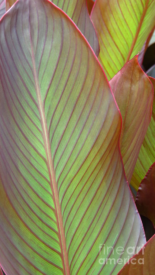 Leaf Photograph by Anita Adams