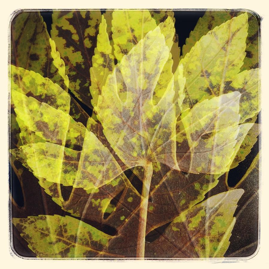 Leaf Photograph by Anne Thurston