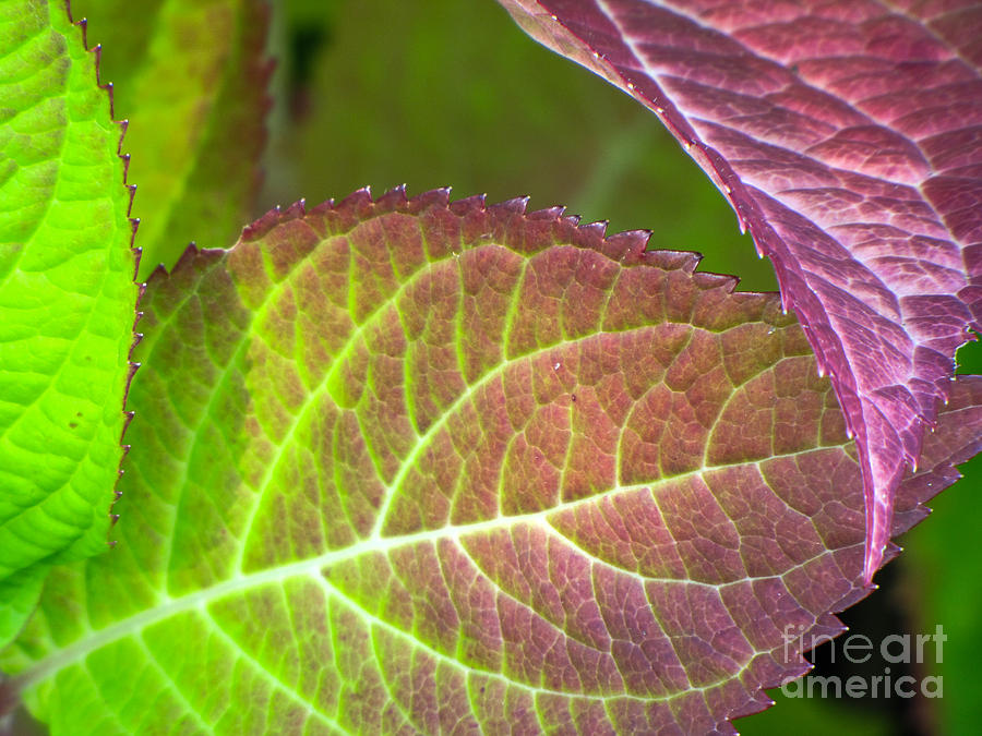 Leaf Art Photograph