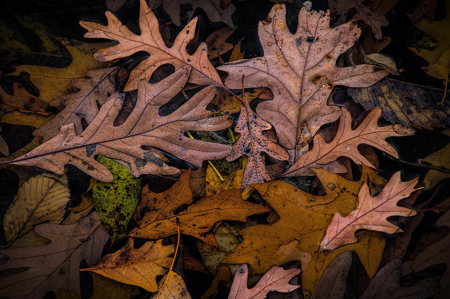 Nature Photograph - Autumn Leaf Art Shapes and Patterns by Randall Nyhof