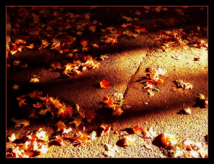 Leaf Beach Sun and Shadow Photograph by Miriam Danar