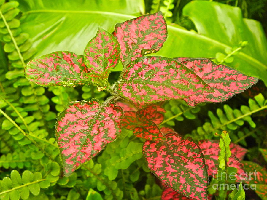 Plants Photograph - Leaf Beauty by Eve Spring